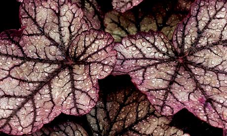 Heuchera-Silver-Scrolls